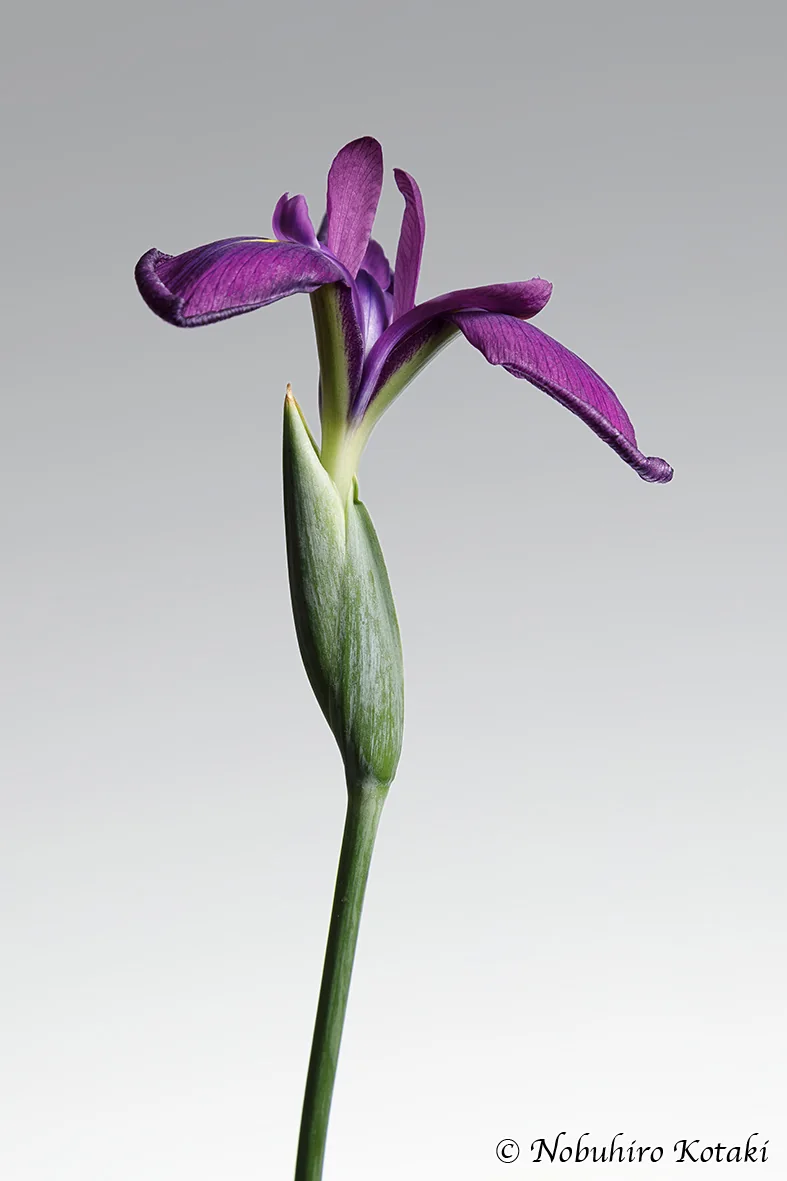 第18回 秋山庄太郎「花」写真コンテスト 準特選作品